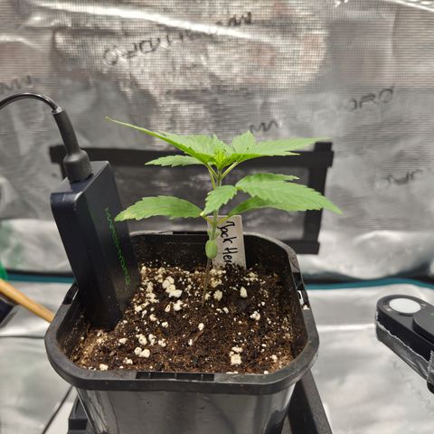 Jack Herer 2. growlog photo: VT3 VW1
