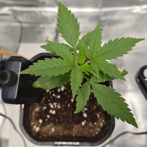 Jack Herer 2. growlog photo: VT3 VW1