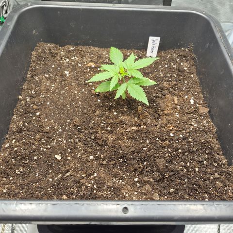 Jack Herer 2. growlog photo: VT3 VW1