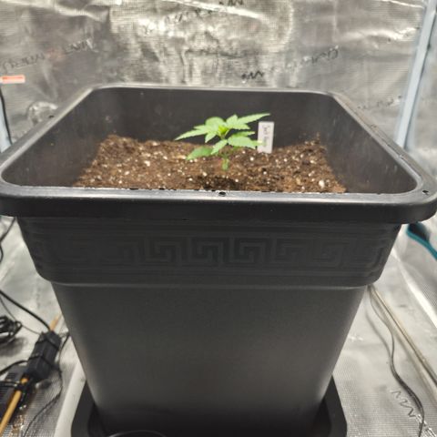 Jack Herer 2. growlog photo: VT3 VW1