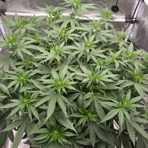 Royal Gorilla 2. growlog photo: BT11 BW2