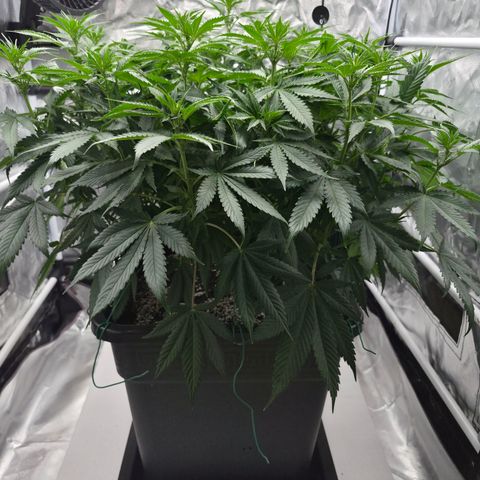 Royal Gorilla 2. growlog photo: BT11 BW2