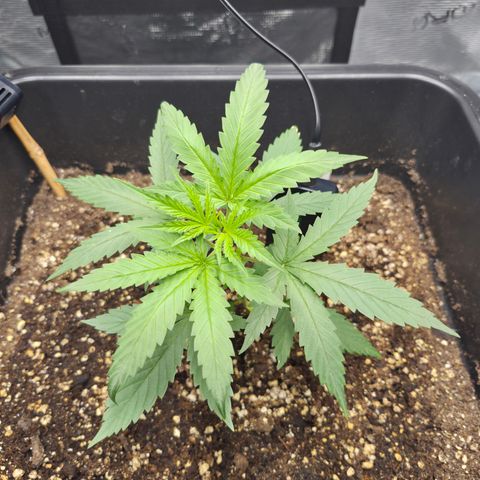 Jack Herer 2. growlog photo: VT9 VW2