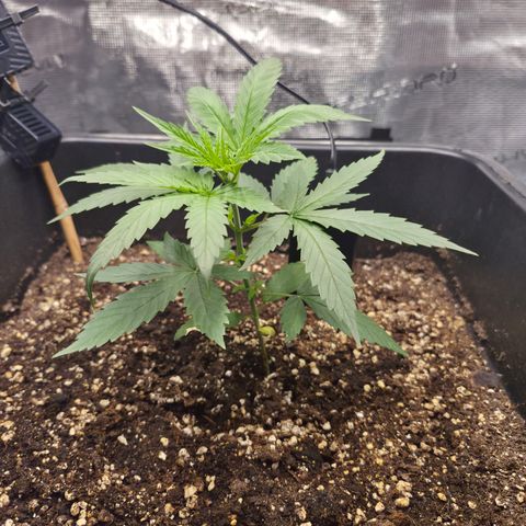 Jack Herer 2. growlog photo: VT9 VW2