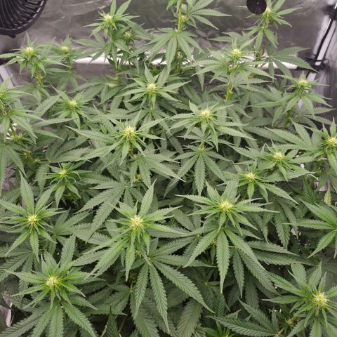 Royal Gorilla 2. growlog photo: BT17 BW 3
vorm Lollipopping