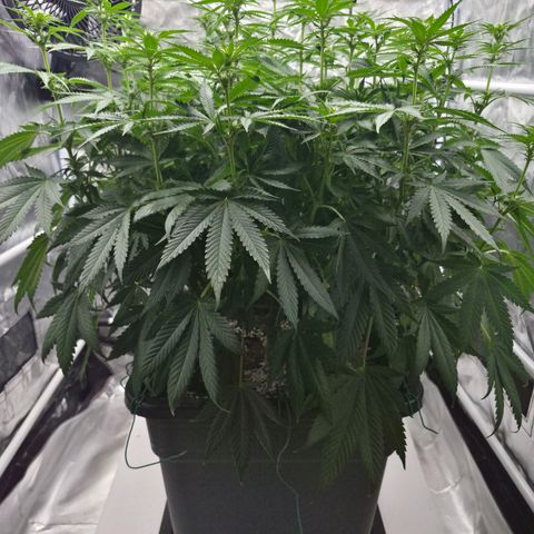 Royal Gorilla 2. growlog photo: BT17 BW 3
vorm Lollipopping