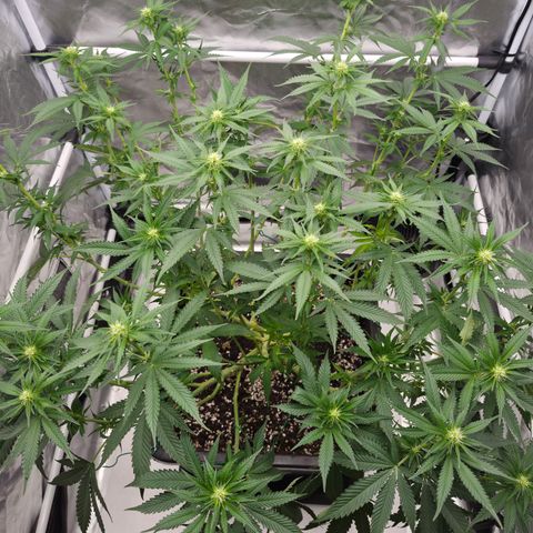 Royal Gorilla 2. growlog photo: BT17 BW3
Nach Lollipopping.