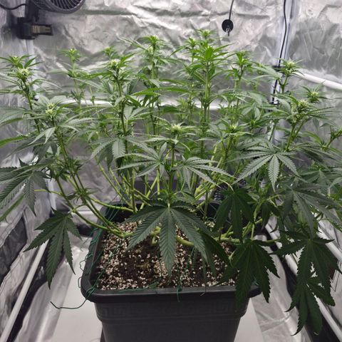 Royal Gorilla 2. growlog photo: BT17 BW3
Nach Lollipopping.