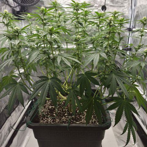 Royal Gorilla 2. growlog photo: BT20 BW3