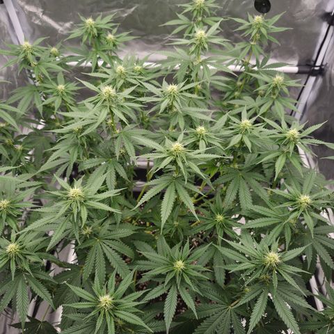 Royal Gorilla 2. growlog photo: BT20 BW3