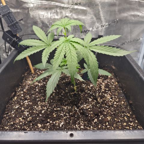 Jack Herer 2. growlog photo: VT12 VW2