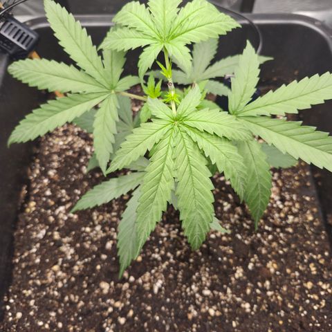 Jack Herer 2. growlog photo: VT12 VW2