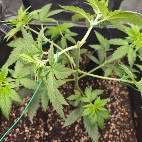 Jack Herer 2. growlog photo: VT17 VW3