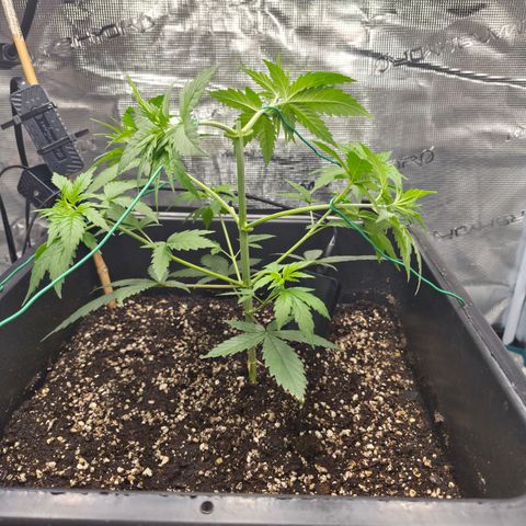 Jack Herer 2. growlog photo: VT17 VW3