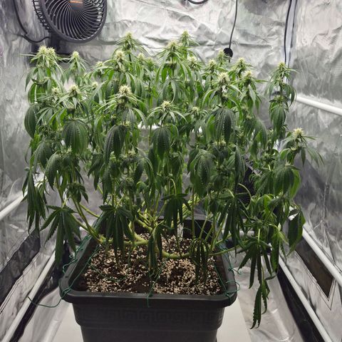 Royal Gorilla 2. growlog photo: BT25 BW4