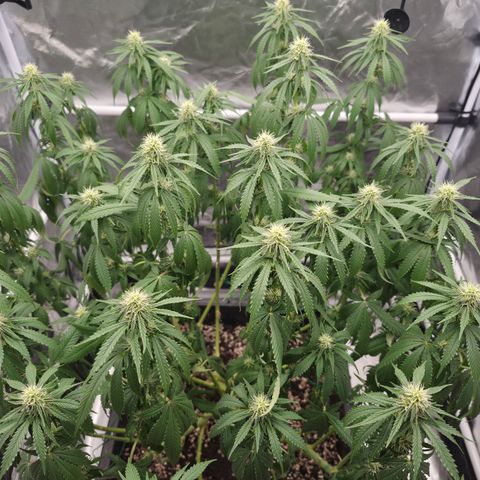 Royal Gorilla 2. growlog photo: BT25 BW4