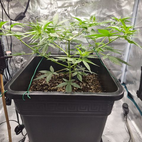 Jack Herer 2. growlog photo: VT23 VW4