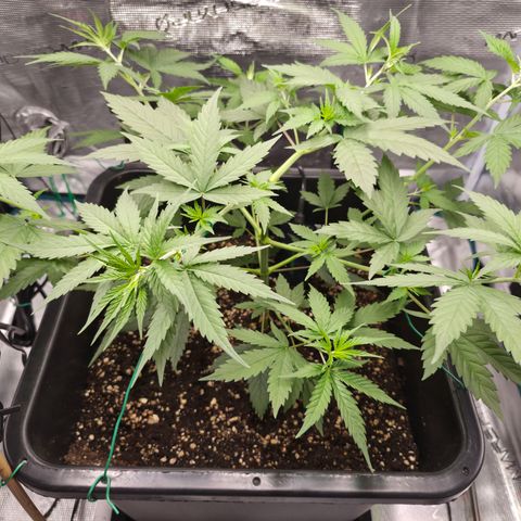 Jack Herer 2. growlog photo: VT23 VW4