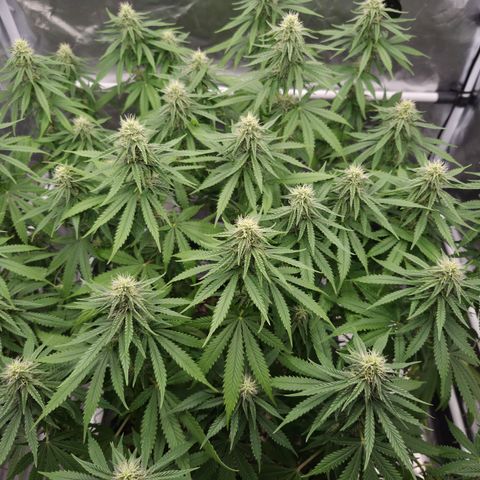 Royal Gorilla 2. growlog photo: BT31 BW5
