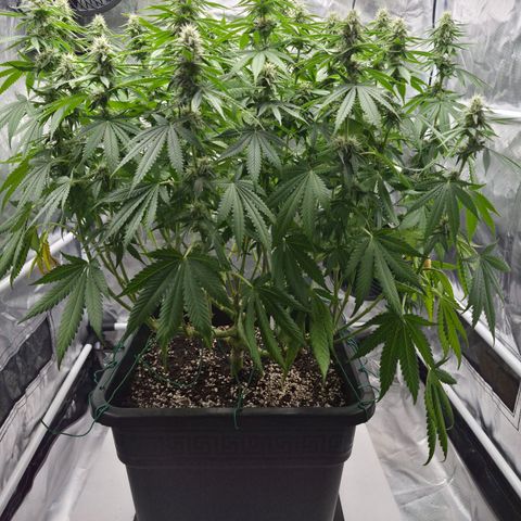 Royal Gorilla 2. growlog photo: BT31 BW5