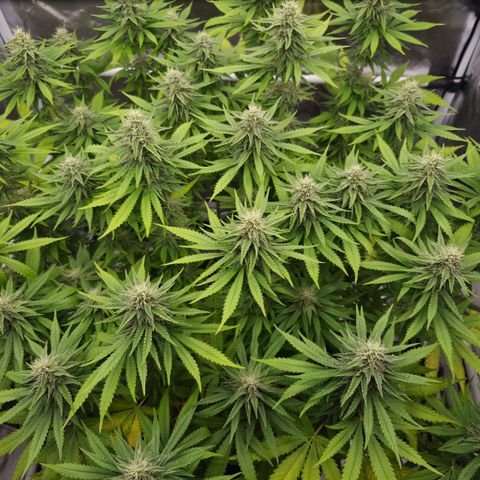 Royal Gorilla 2. growlog photo: BT39 BW6