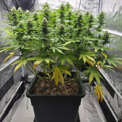 Royal Gorilla 2. growlog photo: BT39 BW6