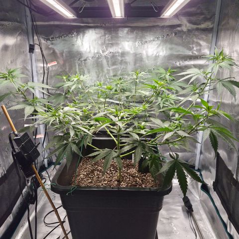 Jack Herer 2. growlog photo: VT31 VW5
