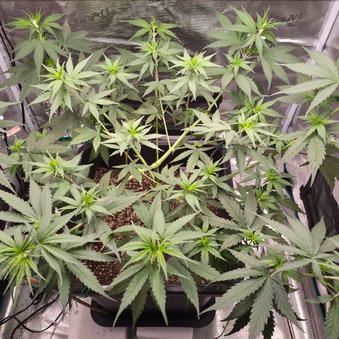 Jack Herer 2. growlog photo: VT31 VW5