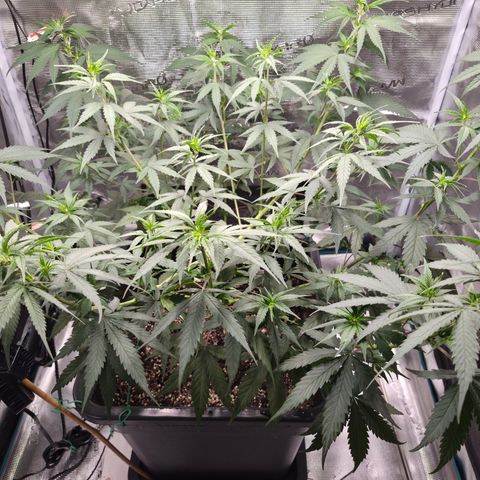 Jack Herer 2. growlog photo: VT38 VW6