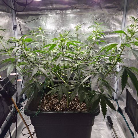 Jack Herer 2. growlog photo: VT38 VW6