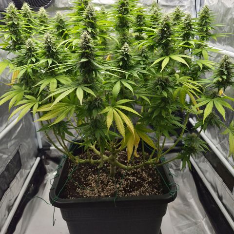 Royal Gorilla 2. growlog photo: BT46 BW7