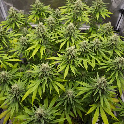 Royal Gorilla 2. growlog photo: BT46 BW7