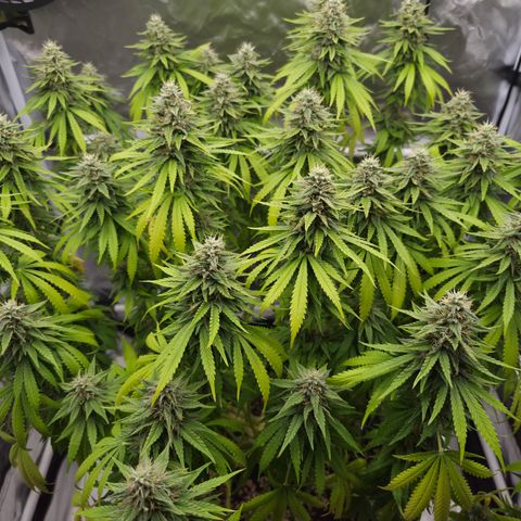 Royal Gorilla 2. growlog photo: BT52 BW8