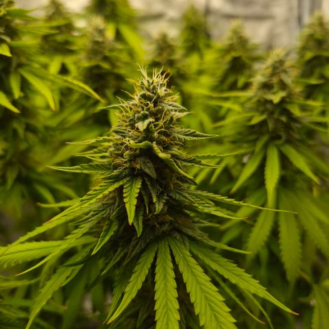 Royal Gorilla 2. growlog photo: BT52 BW8