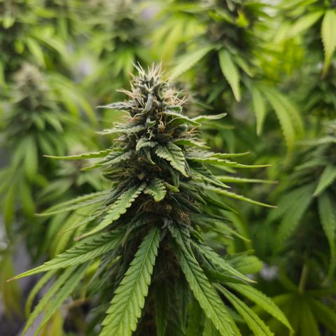 Royal Gorilla 2. growlog photo: BT52 BW8