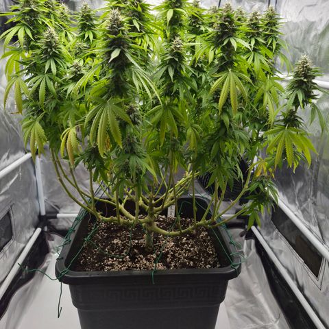 Royal Gorilla 2. growlog photo: BT52 BW8