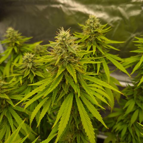 Royal Gorilla 2. growlog photo: BT52 BW8