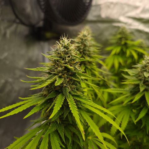 Royal Gorilla 2. growlog photo: BT52 BW8