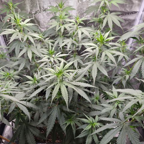 Jack Herer 2. growlog photo: BT1 BW1