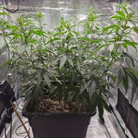 Jack Herer 2. growlog photo: BT1 BW1