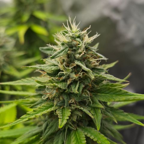 Royal Gorilla 2. growlog photo: BT57 BW9