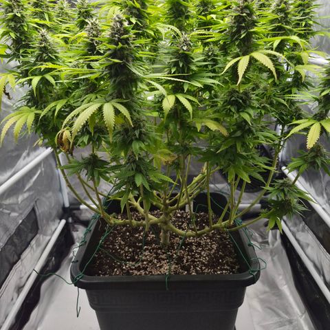 Royal Gorilla 2. growlog photo: BT57 BW9