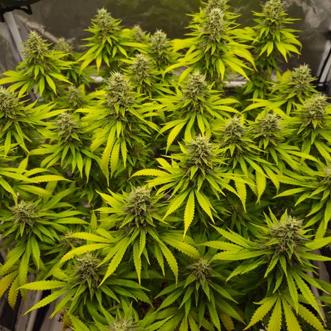 Royal Gorilla 2. growlog photo: BT57 BW9