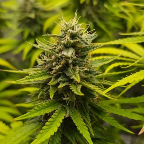 Royal Gorilla 2. growlog photo: BT57 BW9