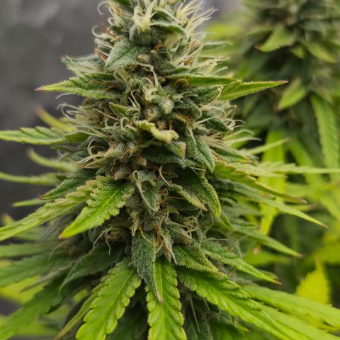 Royal Gorilla 2. growlog photo: BT57 BW9