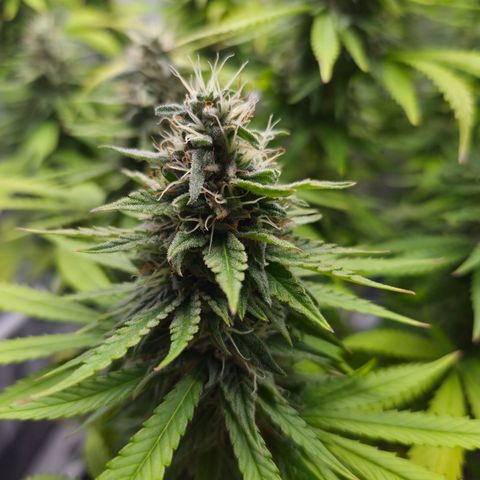 Royal Gorilla 2. growlog photo: BT57 BW9