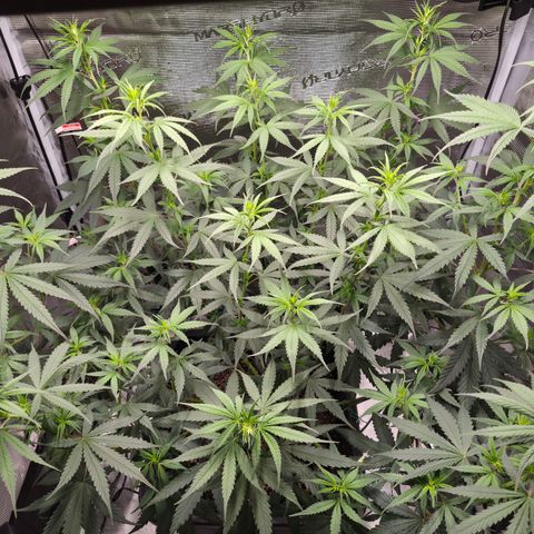 Jack Herer 2. growlog photo: BT6 BW1