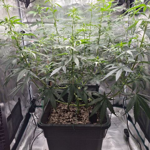 Jack Herer 2. growlog photo: BT6 BW1