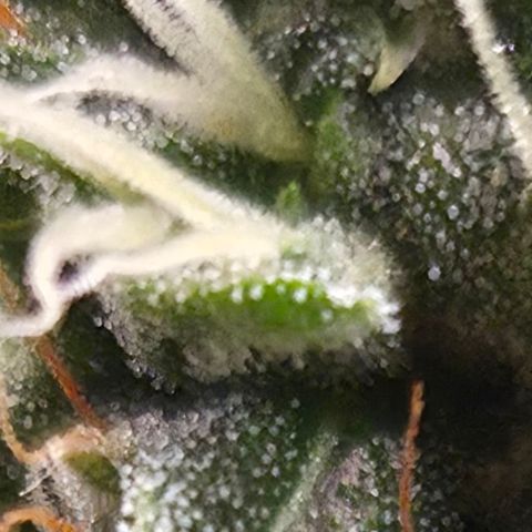 Royal Gorilla 2. growlog photo: BT57 BW9