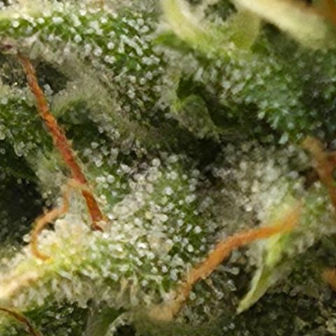 Royal Gorilla 2. growlog photo: BT57 BW9